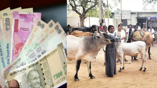 Farmers Loan Livestock Loan Interest-Free Loan