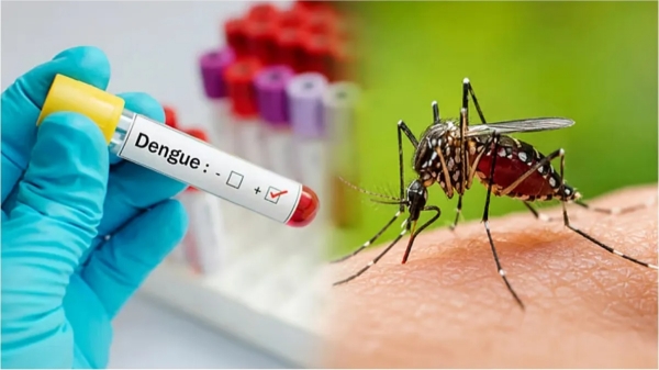 Dengue Dengue Fever Health Department Dengue Dengue Fever Health Department