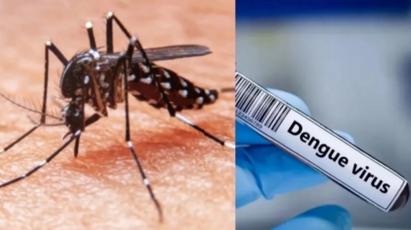 Dengue Dengue Fever Health Department Dengue Dengue Fever Health Department