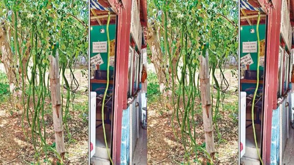 Theni Drumstick 5 Feet Drumstick Moringa Farming Theni Drumstick 5 Feet Drumstick Moringa Farming