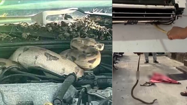 Cuddalore Cobra Snake