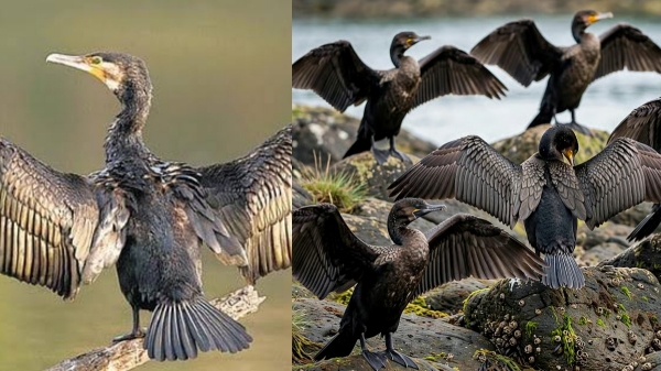Salem Cormorant Cauvery Salem Cormorant Cauvery