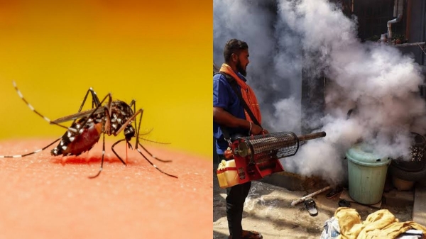 Dengue Fever