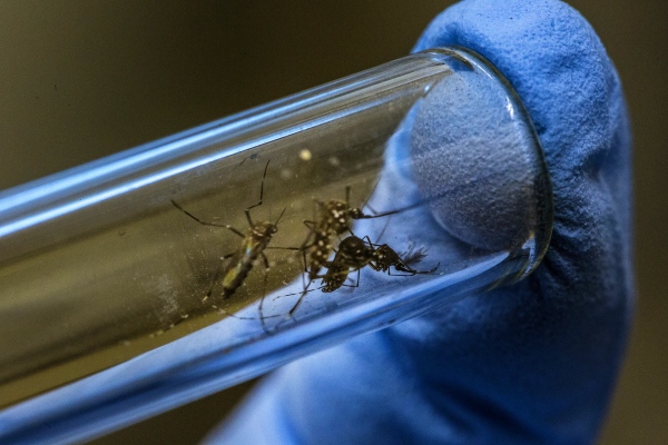 Dengue