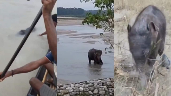 Teesta River Baby Elephant Teesta River Baby Elephant