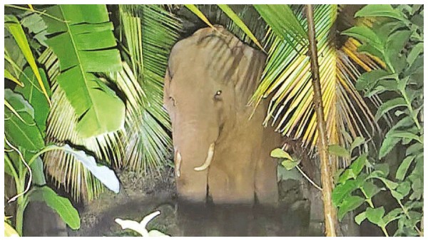 vettaiyan-wild-elephant-enters-farm-in-coimbatore-s-chinnathadagam