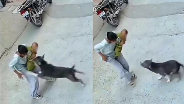 Haryana Pitbull Attack dog Haryana Pitbull Attack