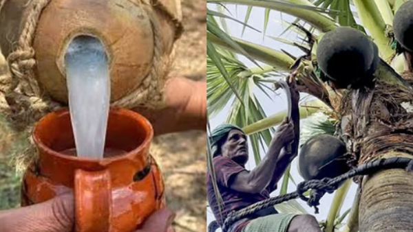 Nainar Nagendran Urges Tamil Nadu CM to Allow Toddy Tapping Following Gokuldas Commission Report
