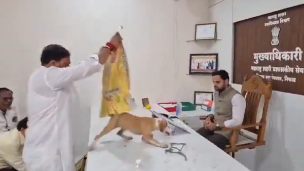 dogs