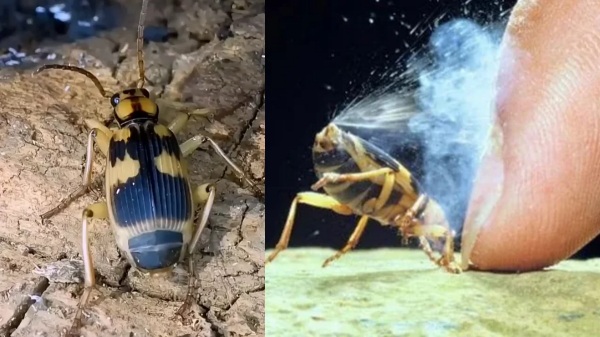 bombardier beetle bombardier beetle