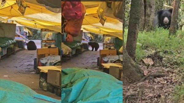 Bear wanders in search of food at Ooty s Doddabetta Peak Tourists terrified