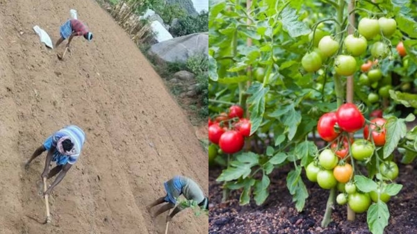 Tomato Price In Tiruppur Tomato Price In Tiruppur