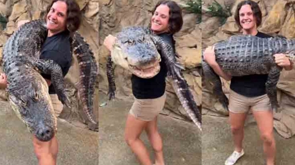 Crocodile