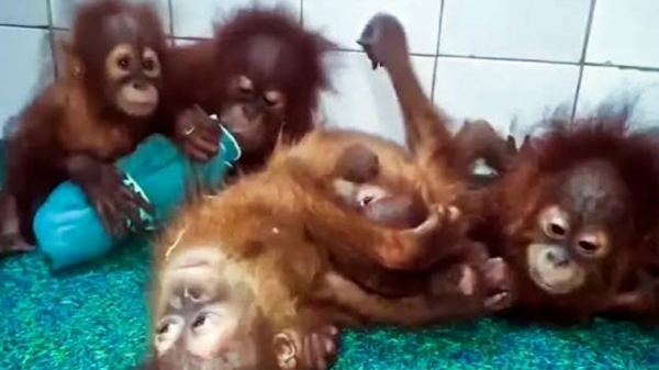 Orangutans Odisha Wildlife Orangutans Odisha Wildlife