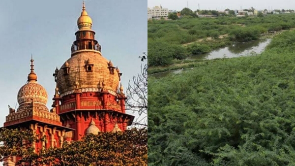 Seemai Karuvelam Trees