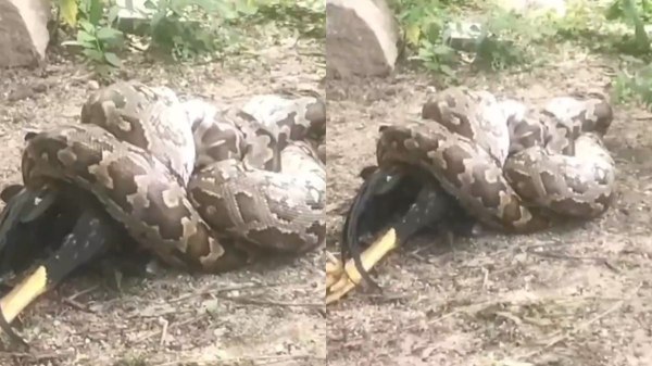 Vaniyambadi Python