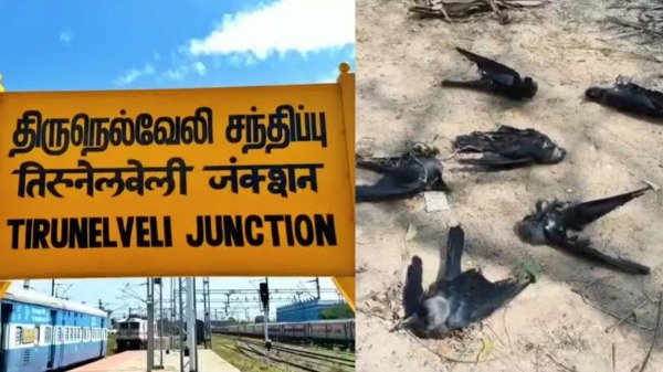 Crows died of heat waves