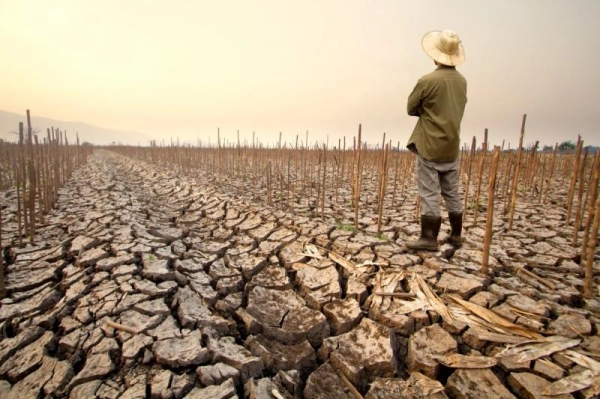 Global Food Crisis