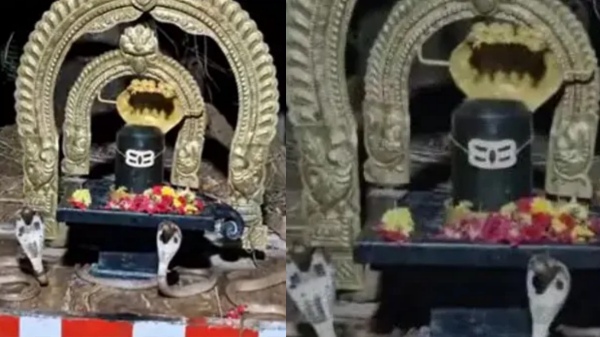 3 Cobras Spotted Nellore Temple Shiva Lingam 3 Cobras Spotted Nellore Temple Shiva Lingam