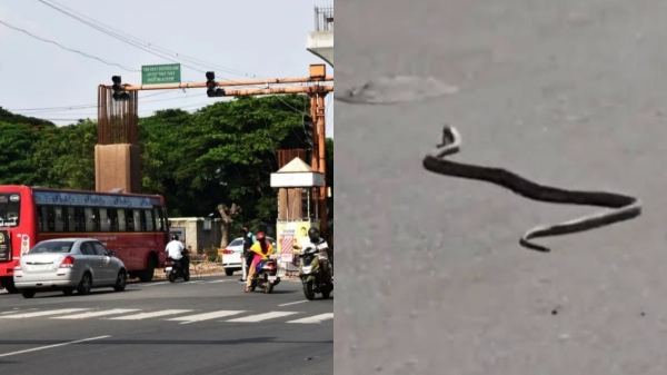 Avinashi Road Snake