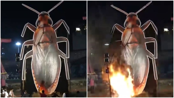 Cockroach Cockroach