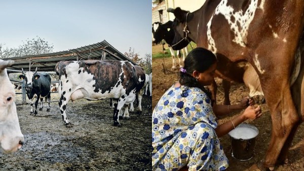 Tamil Nadu Free Cow Scheme