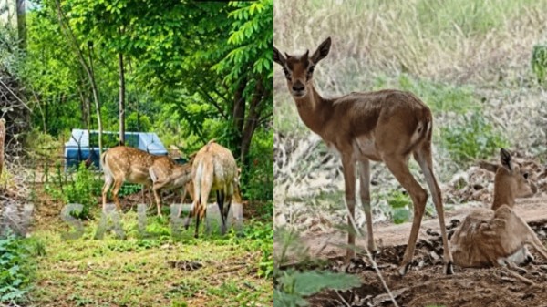 Nilgai Blue Bull Nilgai Blue Bull