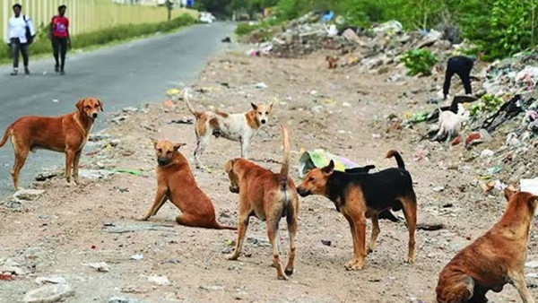 1 600 stray dogs sterilized in Coimbatore Corporation in a single month