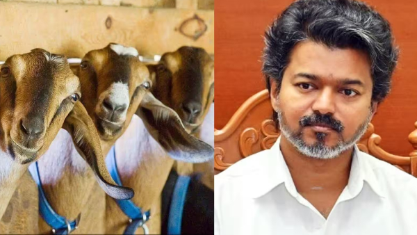 Vettri Women s Goat Rearing Scheme 30000 Beneficiaries to Get 5 Goats Each at 100 Subsidy