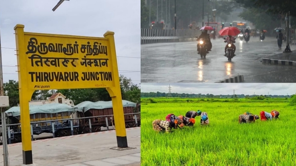 Tiruvarur Heavy Rain Farmers Paddy Tiruvarur Heavy Rain Farmers Paddy