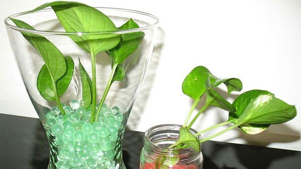 money plant