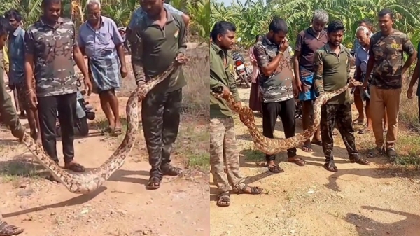 python sathyamangalam python sathyamangalam