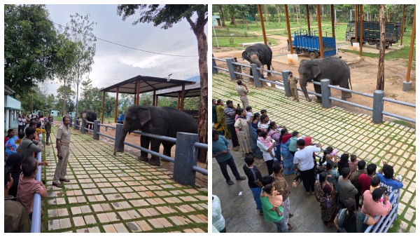 topslip-mudumalai-not-needed-watch-elephants-up-close-at-sadivayal-elephant-camp-in-coimbatore
