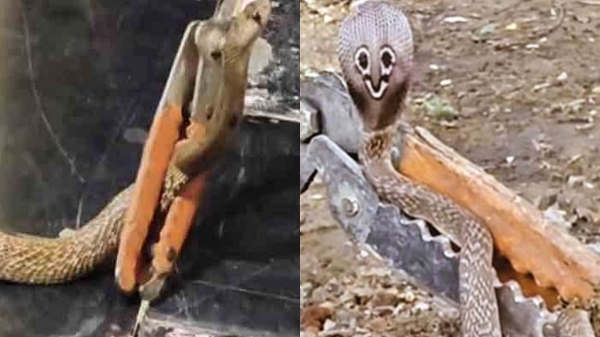 Tirunelveli Collector Office Snake