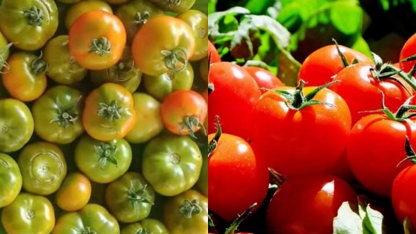 Tomato