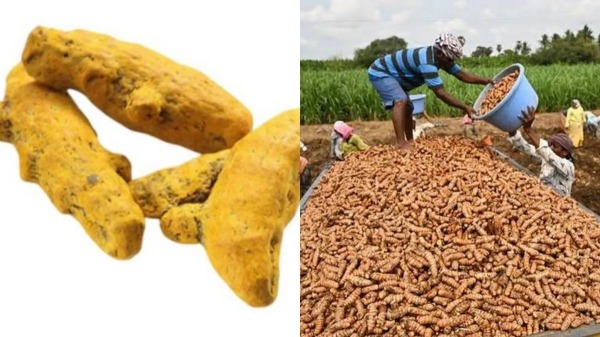 Erode Turmeric Prices Erode Turmeric Prices