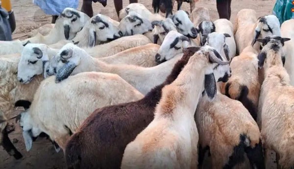 Ulundurpet Goat Sales Ulundurpet Goat Sales