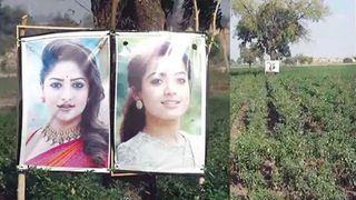 மிளகாய் தோட்டத்தில் 2 பிரபல நடிகைகள்.. விவசாயி செய்த காரியம்.. வியந்து பார்த்த கர்நாடகா