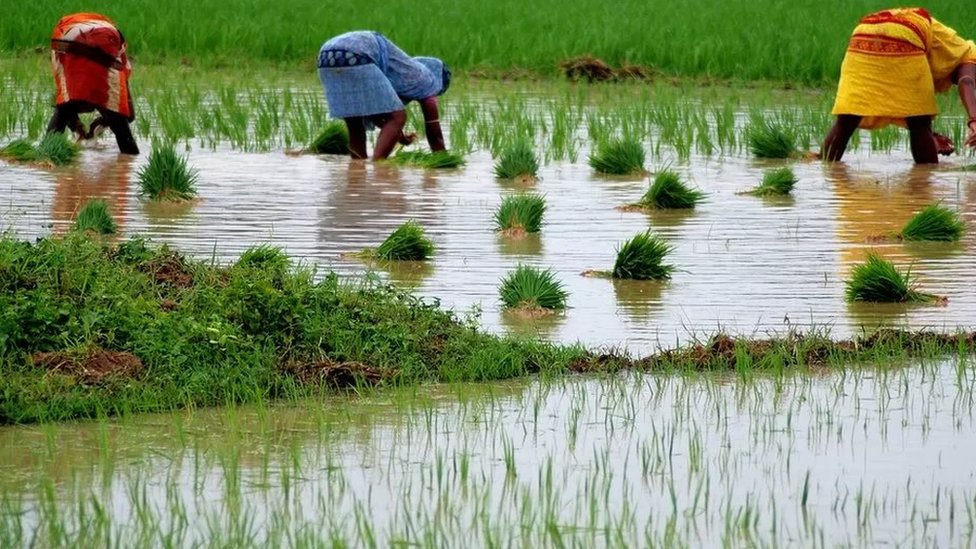விவசாய நிலம் 