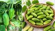 దొండకాయలు తినవచ్చా? అపోహలు ఏంటీ?