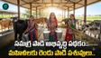 సమగ్ర పాడి అభివృద్ధి పథకం: మూడువేల రూపాయలకే.. 90 వేలు విలువైన పాడి పశువు