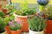 వాస్తు ప్రకారం.. ఇంట్లో పెంచుకోవాల్సిన సాటి లేని మొక్క