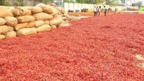 ఐదేళ్ల తర్వాత అదరహో..  లాభాల బాటలో మిరప రైతులు!