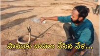 Cobra :సర్పదాహం తీర్చిన వైనం - ఆలయంలో అద్భుతం..!! (వీడియో)