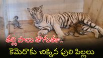 ఏమిటీ వింత? తెల్ల పులికి పుట్టిన పసుపు పిల్లలు..