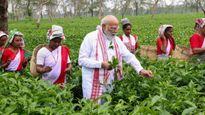 టీ తోటల్లో ప్రధాని మోదీ- అట్నుంచి నరుక్కొస్తున్నారు మరి