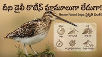 అపురూప అతిథి.. గడ్డి పరకల మధ్య దాక్కునే గడుసు పక్షి..