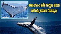 మహాసముద్రాలనే ఈదేశి.. 15 వేల కిలోమీటర్లు ప్రయాణం