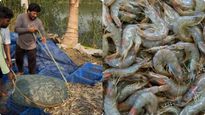 Prawn: గోదారి రొయ్య విలవిల..! అమ్మడుపోక-చెరువులో ఉండలేక..!
