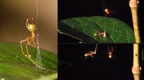 Ballista Spider: వేటలో ప్రకృతి సృష్టించిన ఒక అద్భుతం, సైన్స్ ప్రపంచంలో సంచలనం